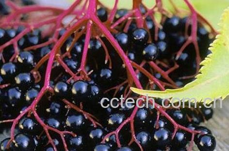 接骨木果的功效与作用-0