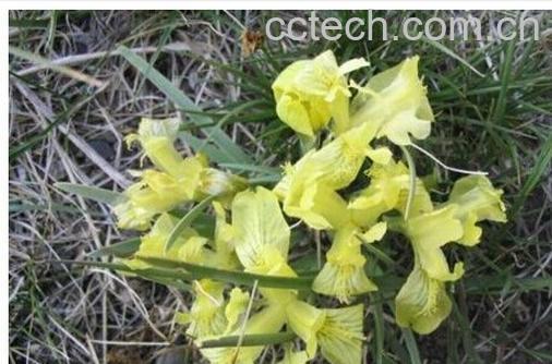 果蔬百科卷鞘鸢尾-0