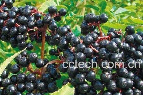 接骨木果的功效与作用-1