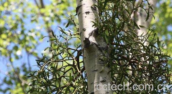 槲寄生的功效与作用-1