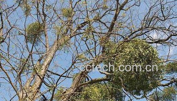 槲寄生的功效与作用-0