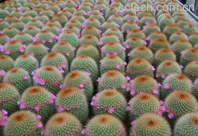 果蔬百科仙人球-0