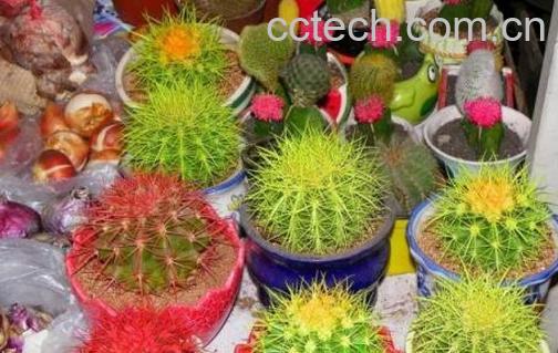 果蔬百科仙人球的药用功效与作用-0