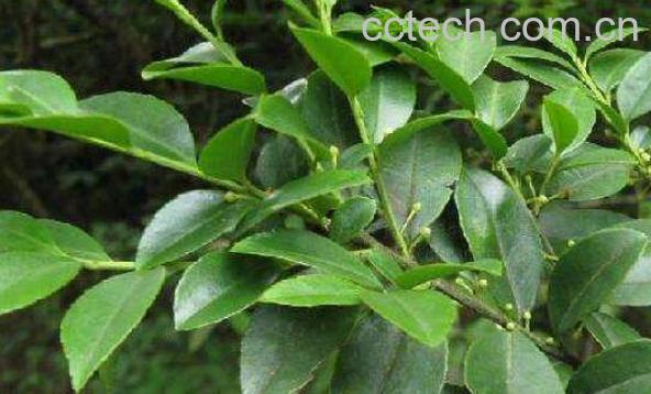 毛冬青片的功效与作用 毛冬青片的副作用-0