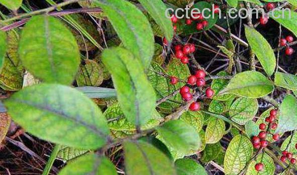 毛冬青片的功效与作用 毛冬青片的副作用-1