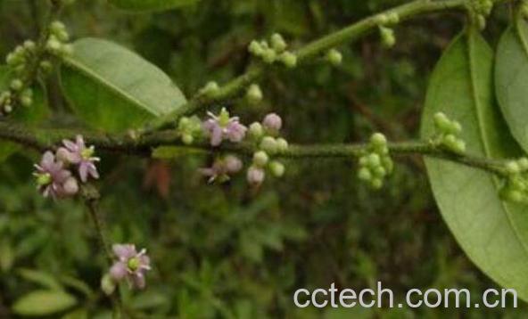 毛冬青的功效与作用及食用方法-0