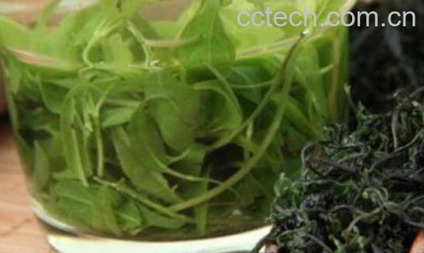 毛冬青的功效与作用及食用方法-1