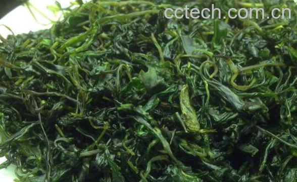 毛冬青如何泡水 毛冬青泡水喝功效-1