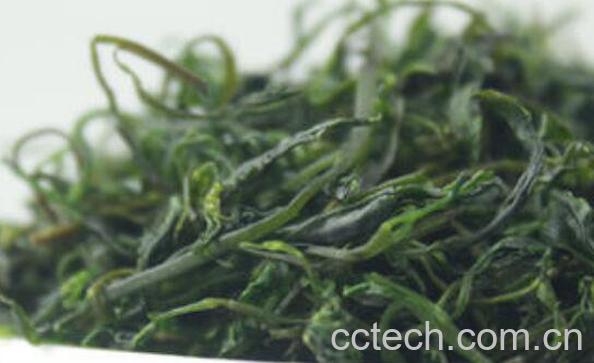 毛冬青如何泡水 毛冬青泡水喝功效-0