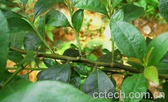 云南毛冬青的功效与作用-1