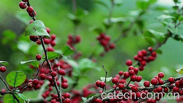 云南毛冬青的功效与作用-0