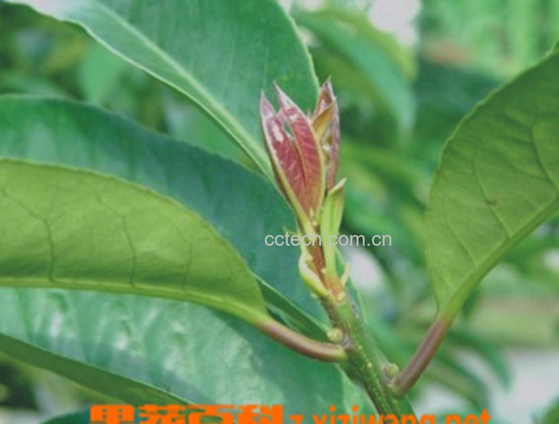 果蔬百科毛冬青叶的作用-0