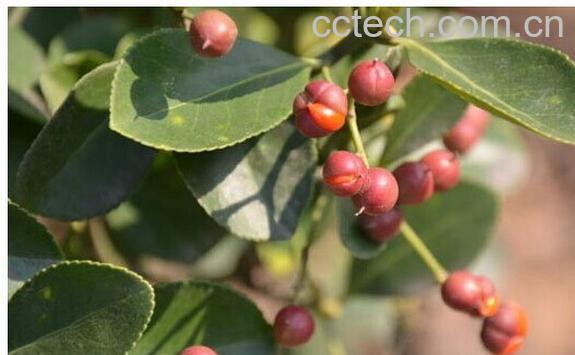 果蔬百科毛冬青-0