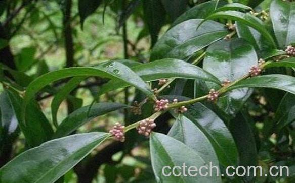 毛冬青的功效与作用 毛冬青的副作用-1