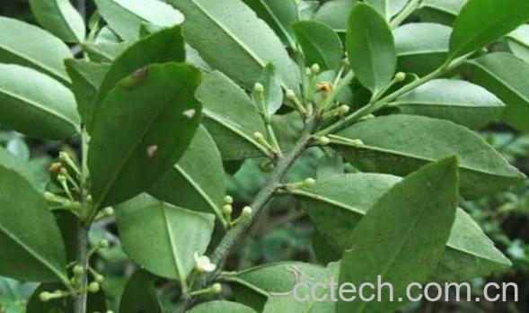 毛冬青的功效与作用 毛冬青的副作用-0