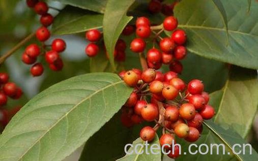 红果冬青的果实能吃吗 红果冬青的药用价值-0