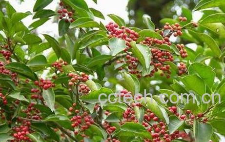 红果冬青的果实能吃吗 红果冬青的药用价值-1