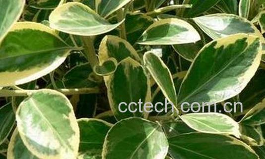 果蔬百科冬青叶的功效与作用-0