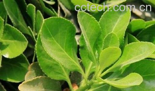 云南毛冬青叶的功效与作用-0