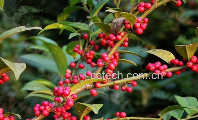 果蔬百科冬青子是什么 冬青子的功效与作用-0