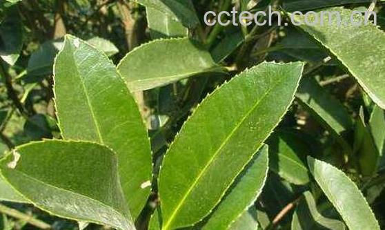 大叶冬青的药用功效与使用方法-1