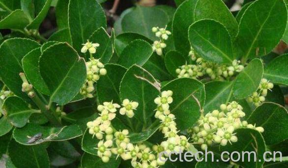 大叶冬青的药用功效与使用方法-0