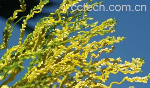 果蔬百科槟榔花的作用-0