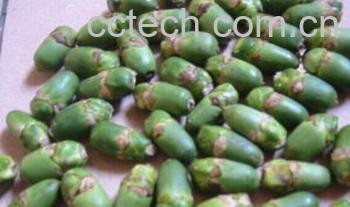 果蔬百科槟榔-0