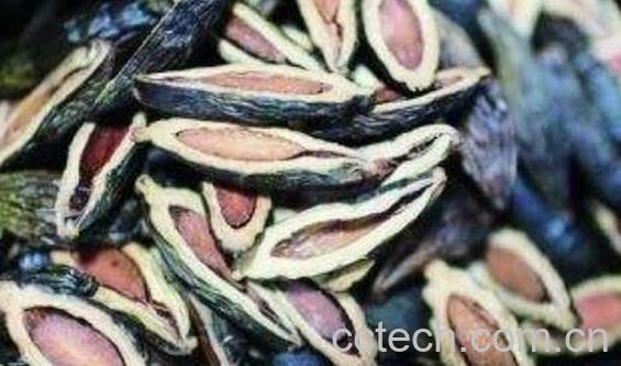 嚼槟榔的危害有哪些-0