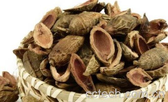 中药槟榔皮的功效与作用-0