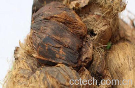 中药槟榔皮的功效与作用-1