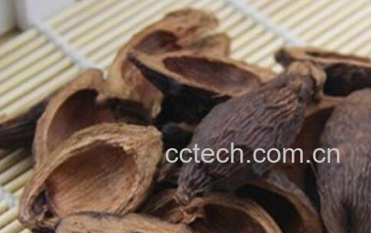 槟榔皮的功效与作用及食用方法-0