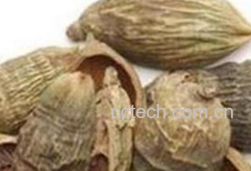 槟榔皮的功效与作用及食用方法-1