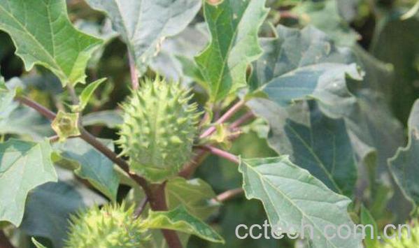 野蓖麻的功效与作用-0