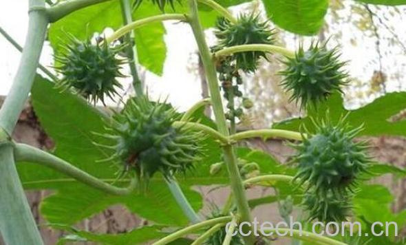 野蓖麻的功效与作用-1