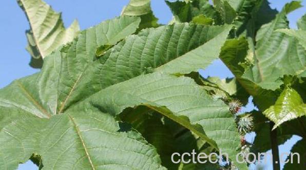 蓖麻叶外敷有什么功效-1