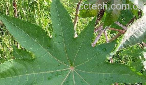 蓖麻叶外敷有什么功效-0