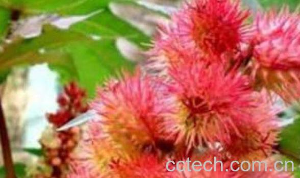 红蓖麻根的功效与作用-1