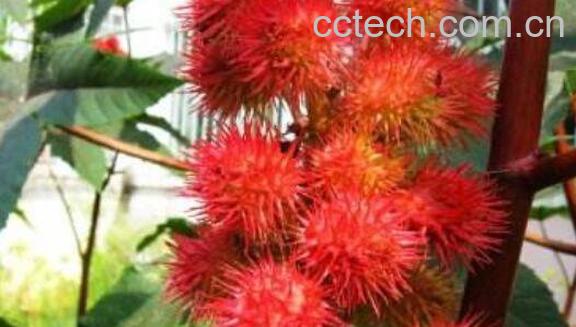 红蓖麻根的功效与作用-0