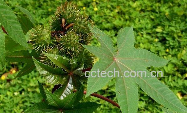 果蔬百科蓖麻的功效与作用-0