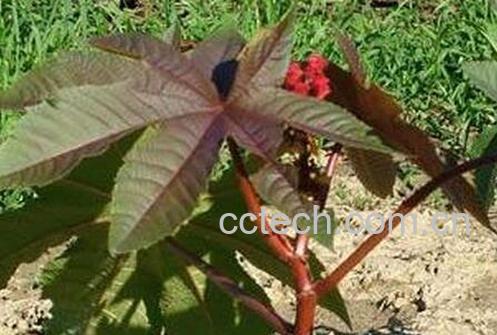 果蔬百科蓖麻根的功效与作用-0