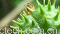 果蔬百科篦麻油-0