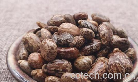 蓖麻子的功效与作用及药用价值-1