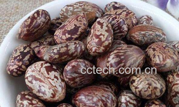 蓖麻子仁的功效与作用-0