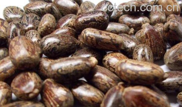 蓖麻子的功效与作用 蓖麻子外敷有什么功效-1