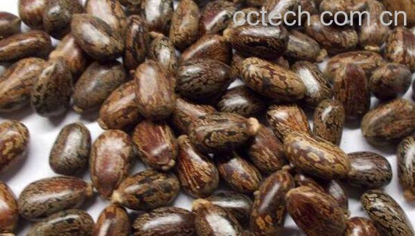 蓖麻子的功效与作用 蓖麻子外敷有什么功效-0