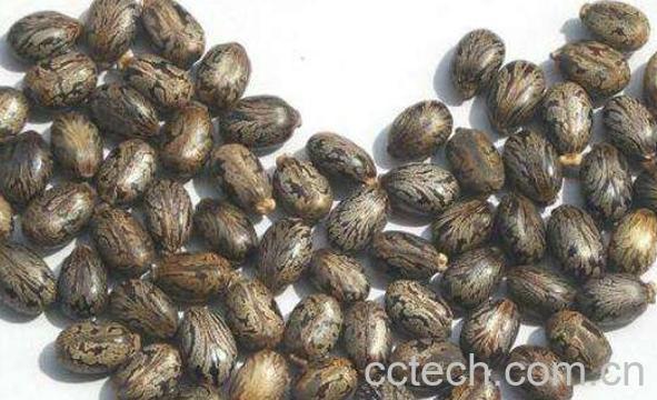 蓖麻籽怎么吃 蓖麻籽的功效与作用-1