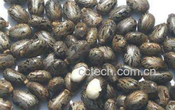 蓖麻籽怎么吃 蓖麻籽的功效与作用-0