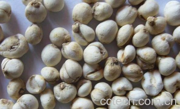 果蔬百科贝母-0