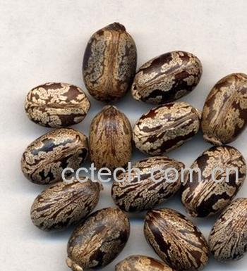 果蔬百科蓖麻子的功效与作用-0